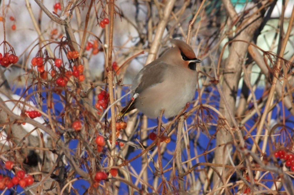    В Айтуарской степи Оренбургского заповедника заметили свиристелей.