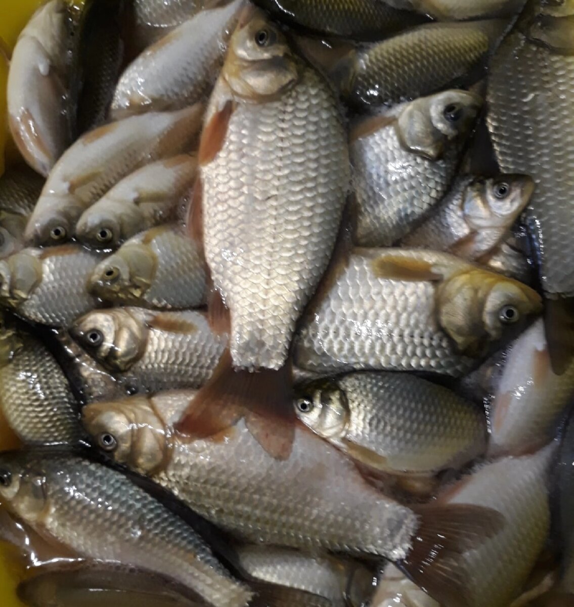 Мелкие караси