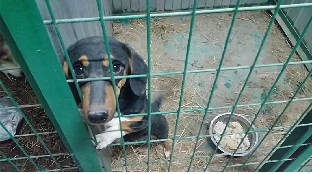 Приют рыбинск. Приют для собак такса. Приют для собак в Гусь Хрустальном. Дом мелкашей приют для собак в Москве. Таксы в приюте.