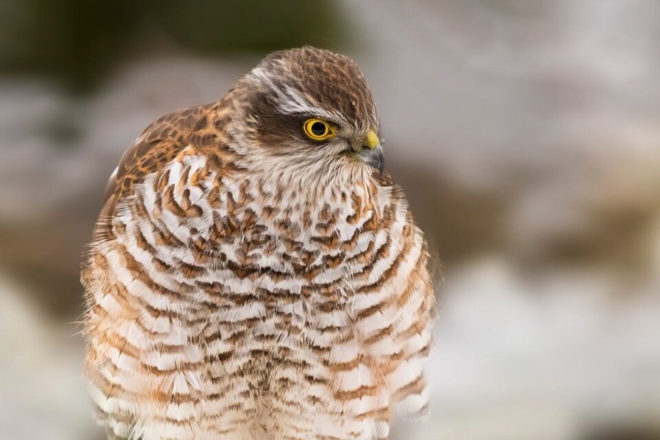 Ястреб-перепелятник в москве. Hawaiian eagle. Ястреб фото. Ястребообразные. Редкие ястребы.