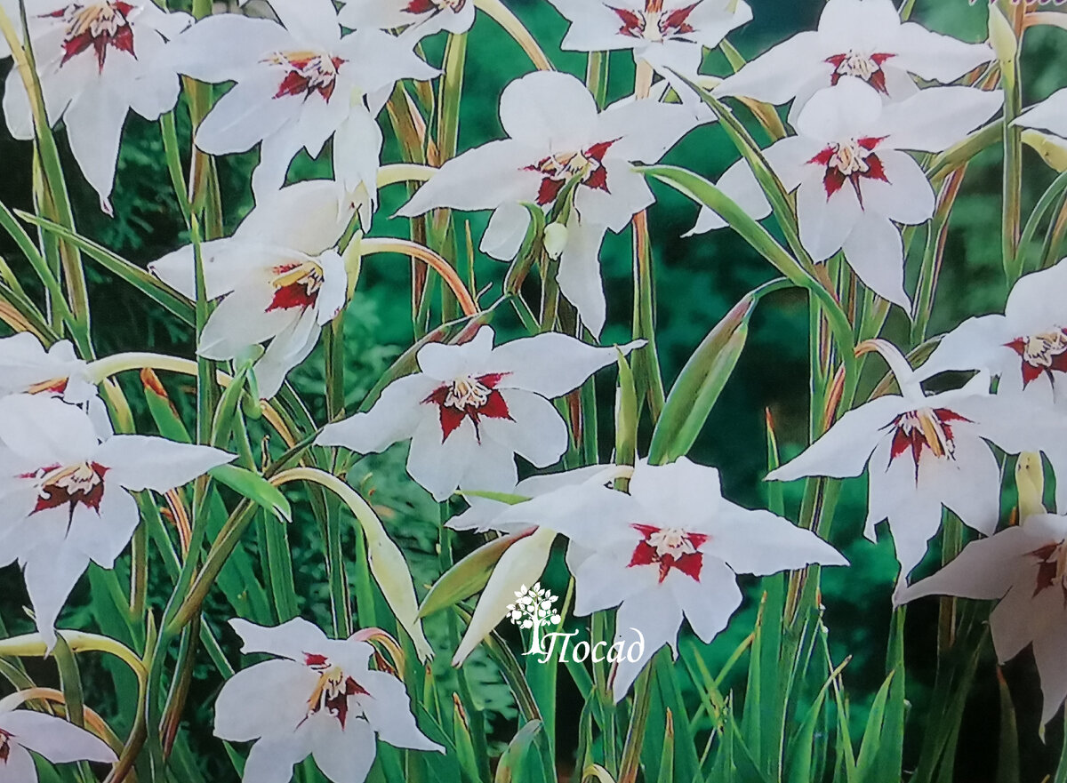 Ацидантера двухцветная.