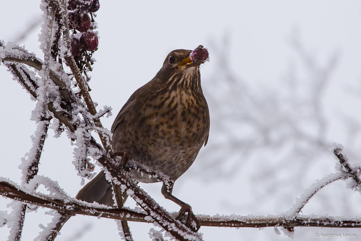Дрозд, фото 2018 г.