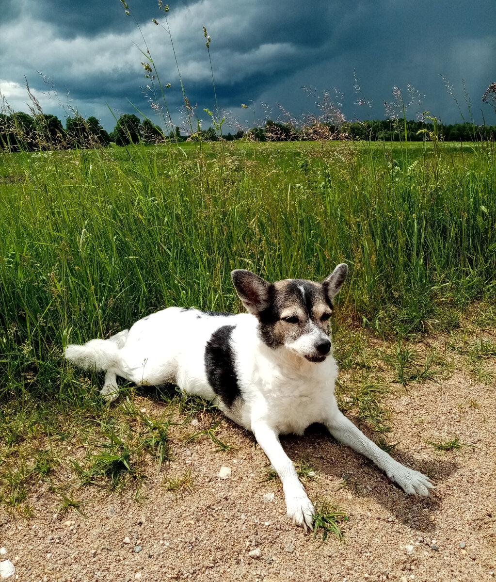 Моя собака Умка