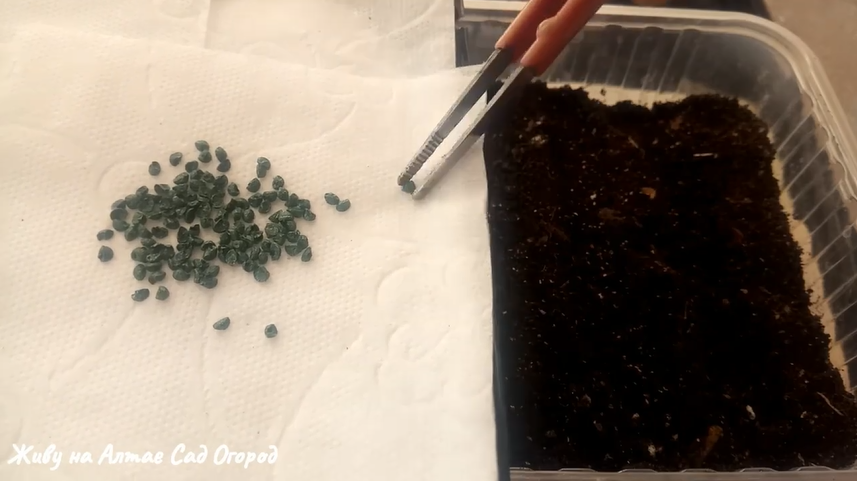 посев семян лука на рассаду