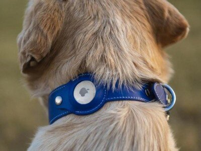    Ветеринары считают, что метки Apple AirTag опасны для собак