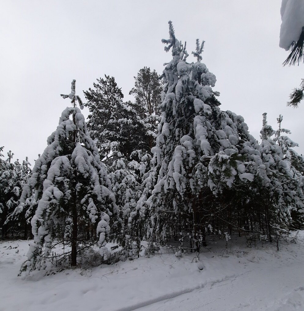 Зимушка-зима. Фото Нелли Новосёловой. 