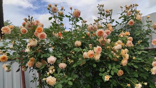 Галерея - Crown Princess Margareta ® (AUSwinter) - Энциклопедия роз