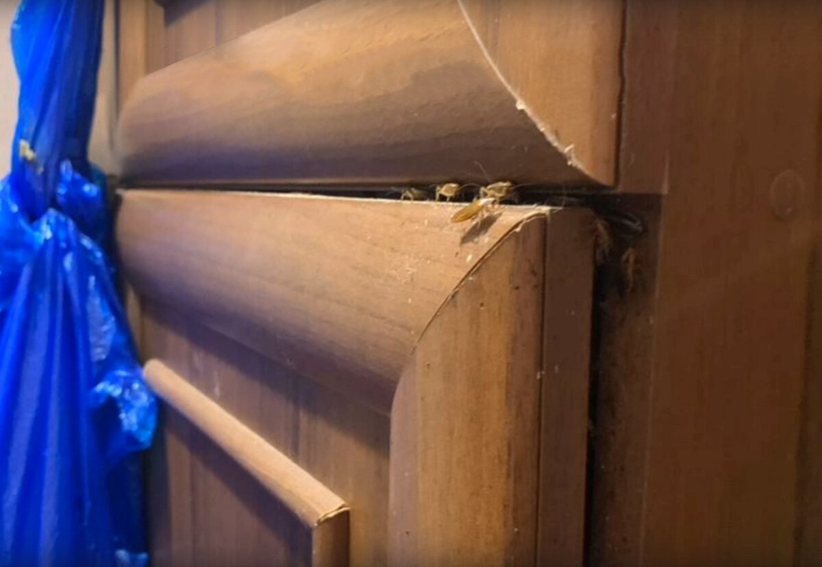 Тараканы в квартире Дмитрия Фото: Алина Стрижак