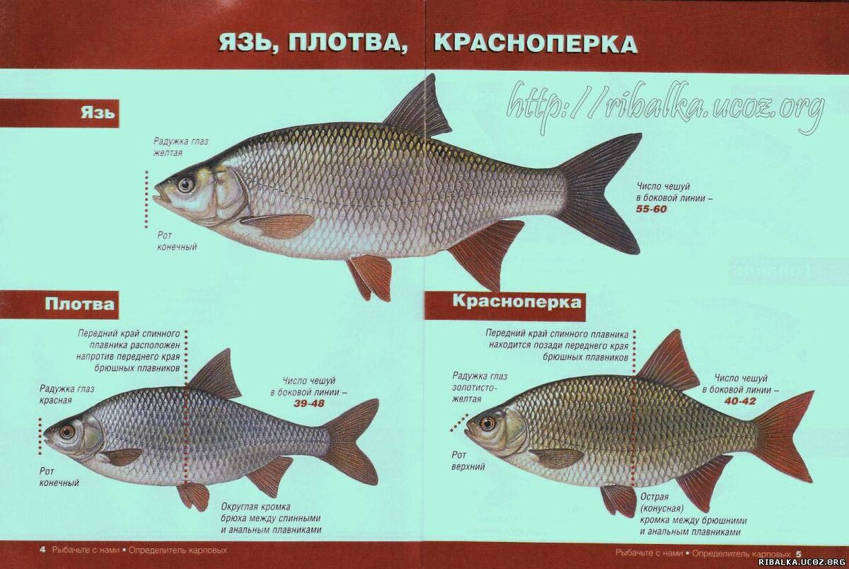 Какой тип питания характерен для красноперой плотвы изображенной на рисунке