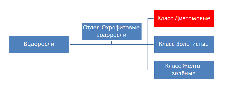 Схема 1 - Охрофитовые водоросли