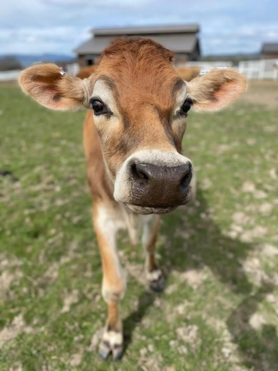    Charlie's Acres Farm Animal Sanctuary.