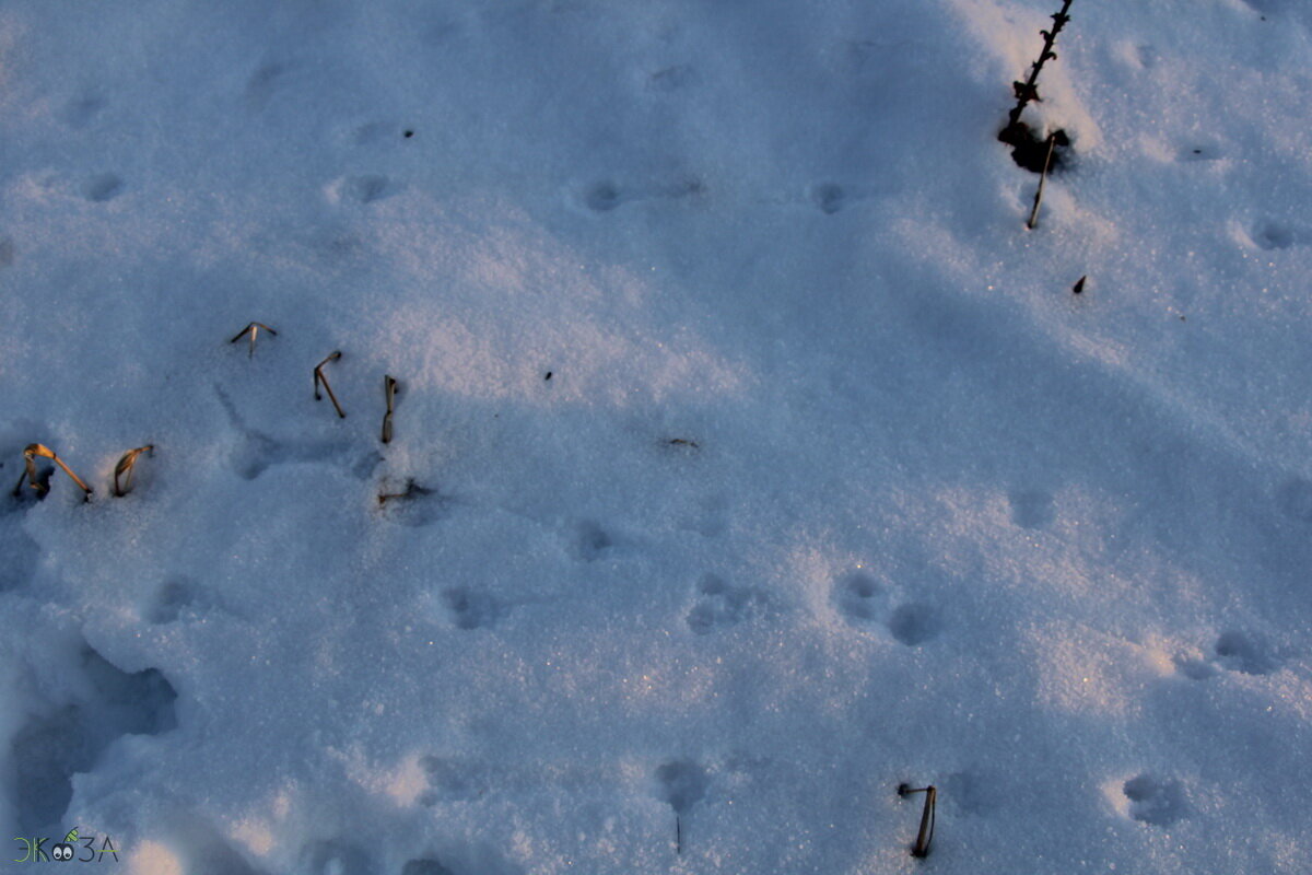 Птичьи следы на снегу. Следы от крыльев птиц на снегу. Следы птиц на снегу фото. Хлопья снега видеосъемка объекта птичьи следы.