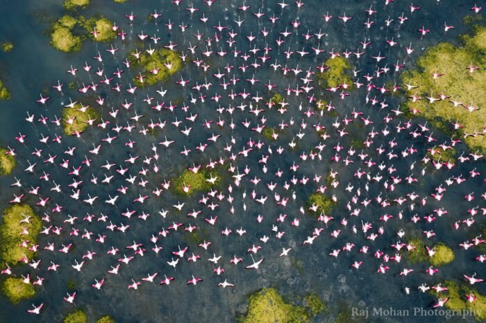 (Предоставлено Raj Mohan)