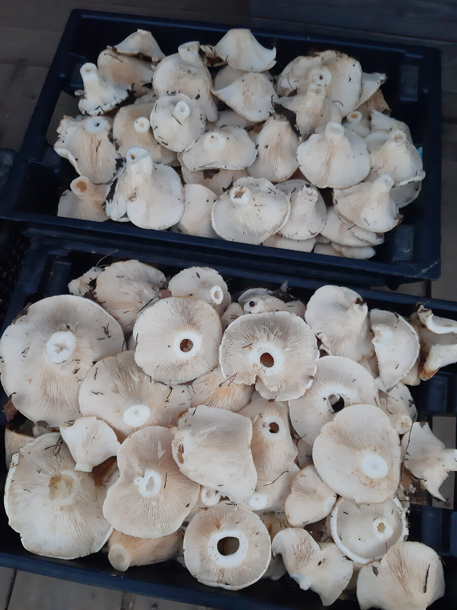 6+ грибов, которые опознает даже ребенок: начинаем 