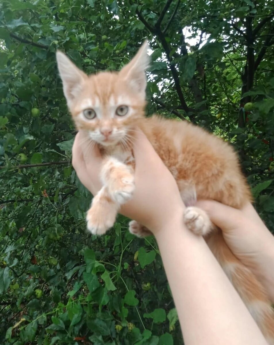 Симба - 2 месяца