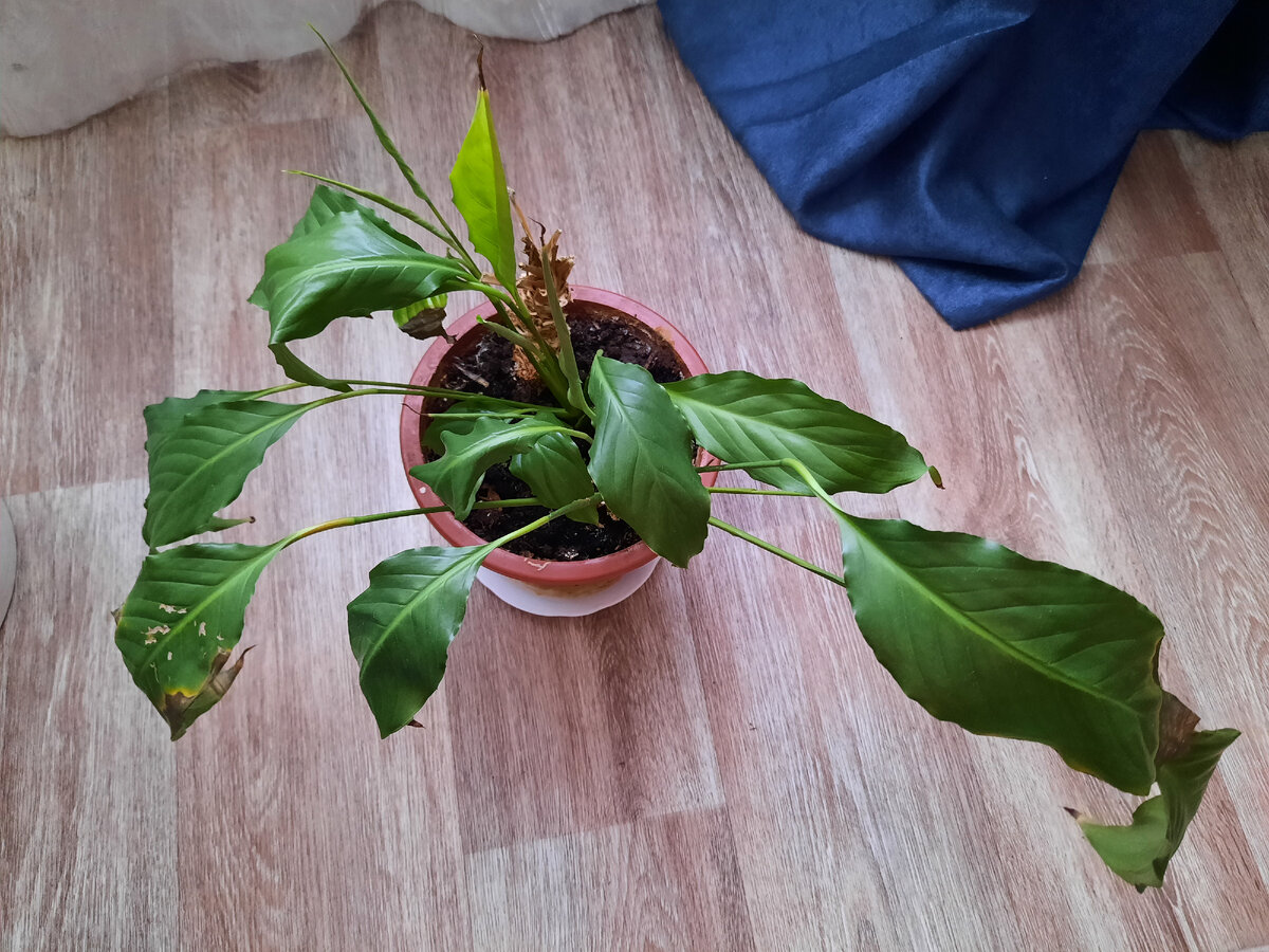 Некоторые листья порезанный котом