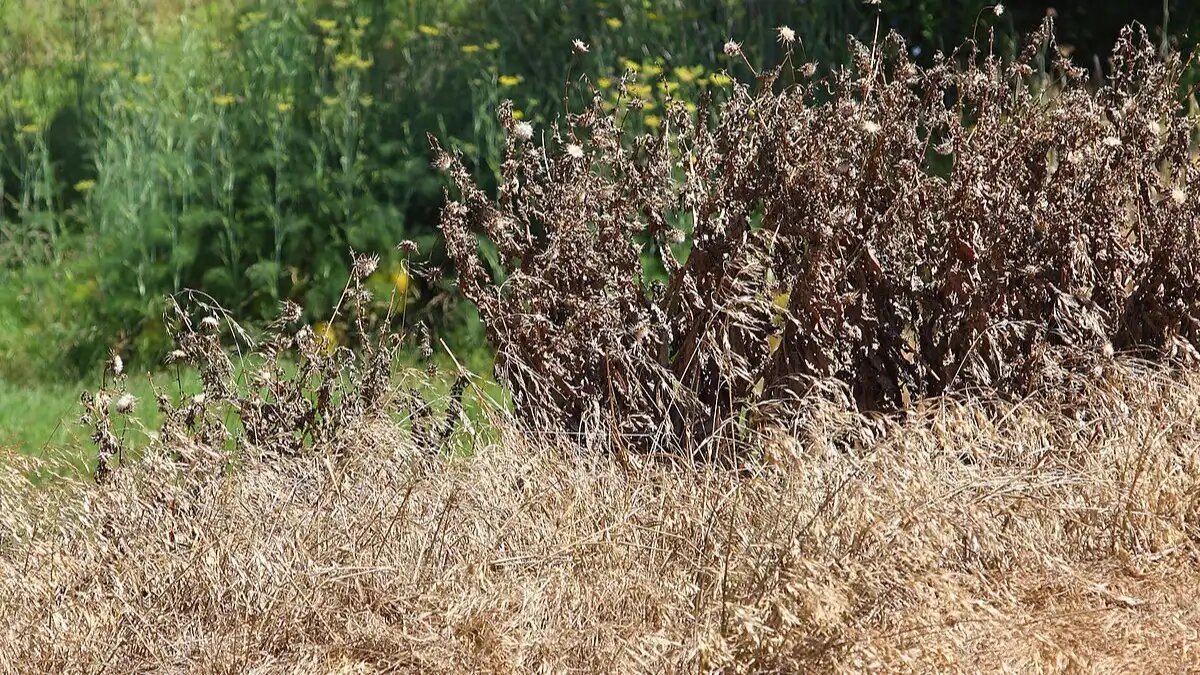 Фото:wikimedia.org Капсулированные пестициды обладают меньшей токсичностью в сравнении с традиционными.