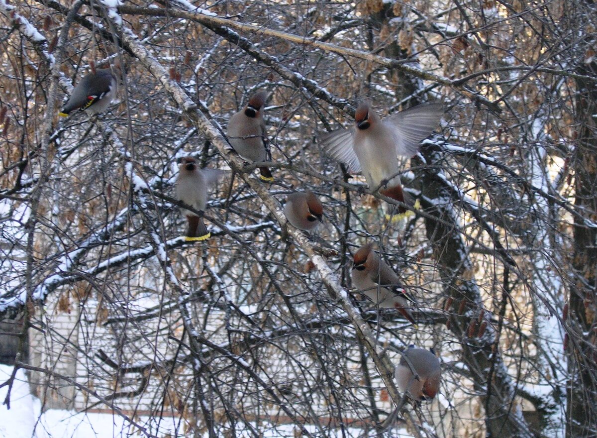 Свиристели инспектируют качество березовых почек