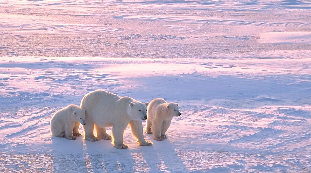 Белый медведь символ Арктики