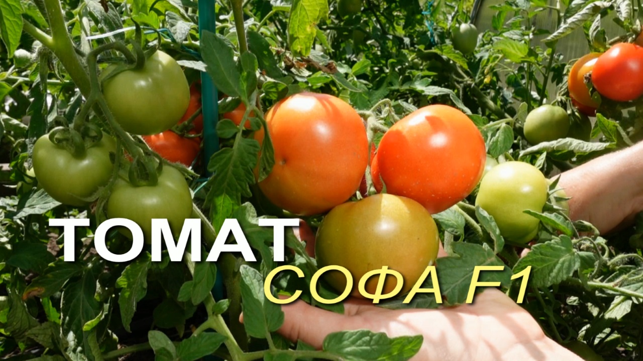 Чери софа томат