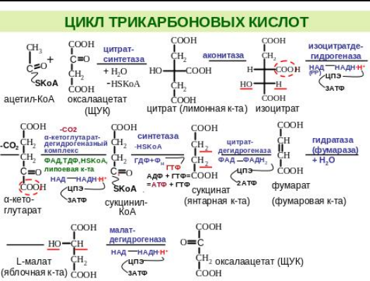 Реакции образования циклов. Цикл трикарбоновых кислот Кребса биохимия. Цикл трикарбоновых кислот реакции. Цикл Кребса биохимия реакции. Цикл лимонной кислоты последовательность реакций.