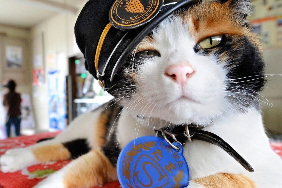 Фото из поисковой системы Яндекс