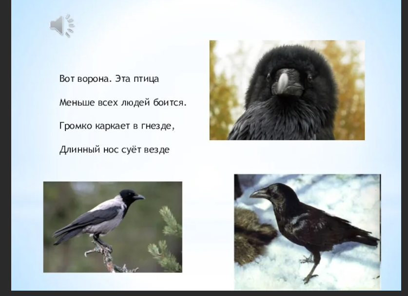 Опорные слова черный ворон. Стихотворение ворона. Ворона каркает. Ворон каркает. Стихотворение про ворону