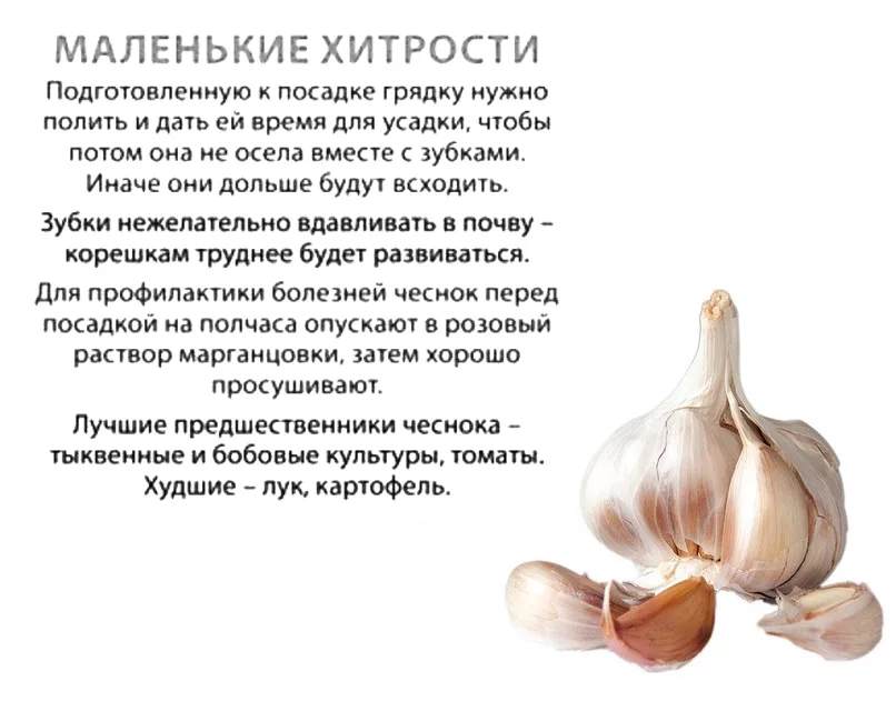 Омоложение чеснока пошаговая инструкция с фото