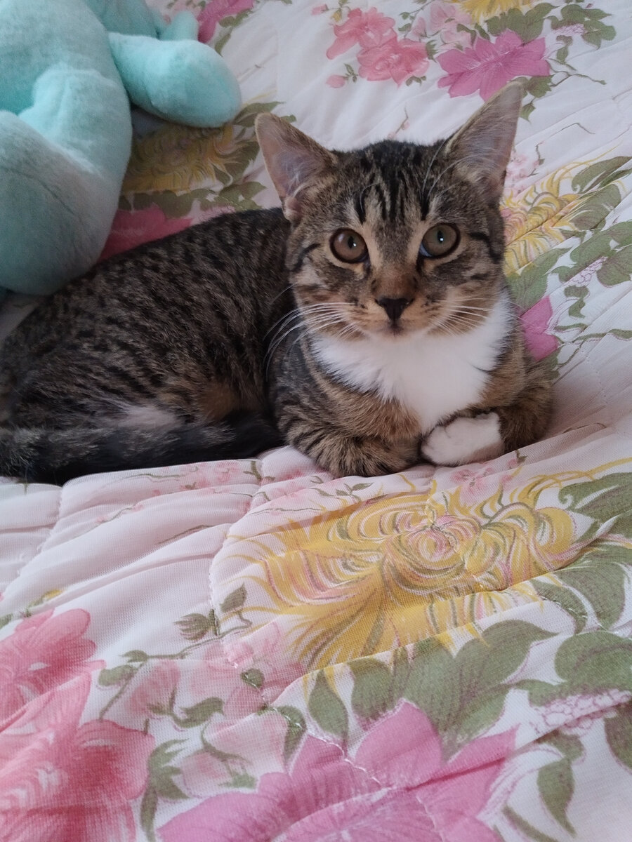 Ну давай воспитывай 🐈