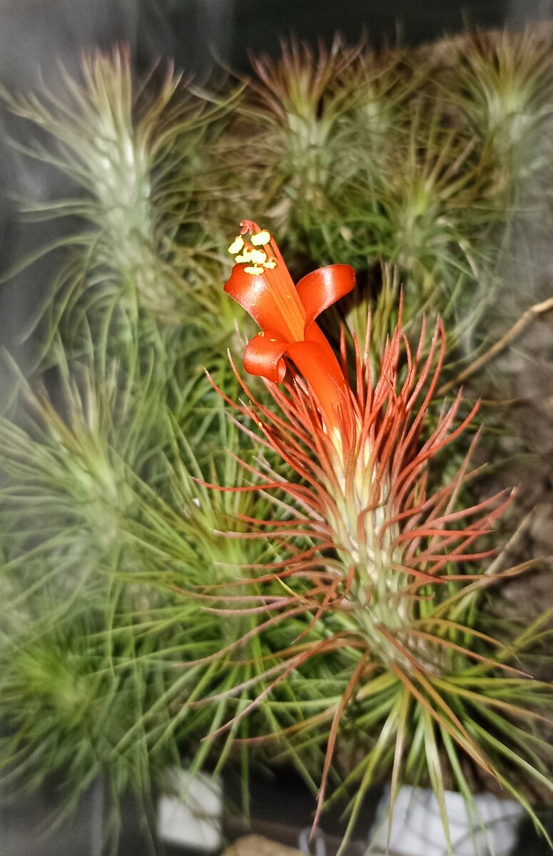 Funckiana green pulk