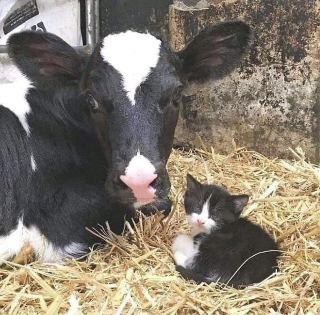 Изображение Reddit 