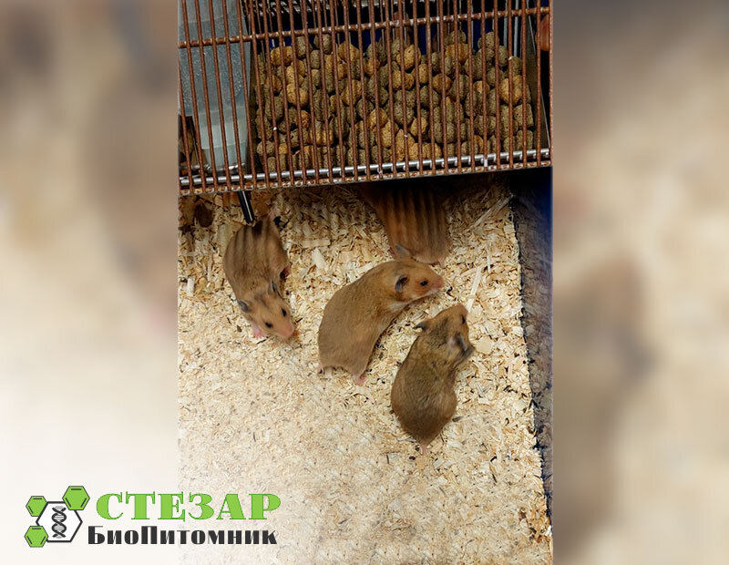 Хомяки Сирийские (золотистые) в БиоПитомнике Стезар / Фото с нашего сайта www.biopitomnik.ru