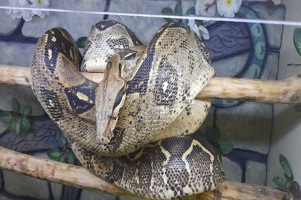     Люцифер - любимый питомец Александра  из личного архива героя(ев) публикации