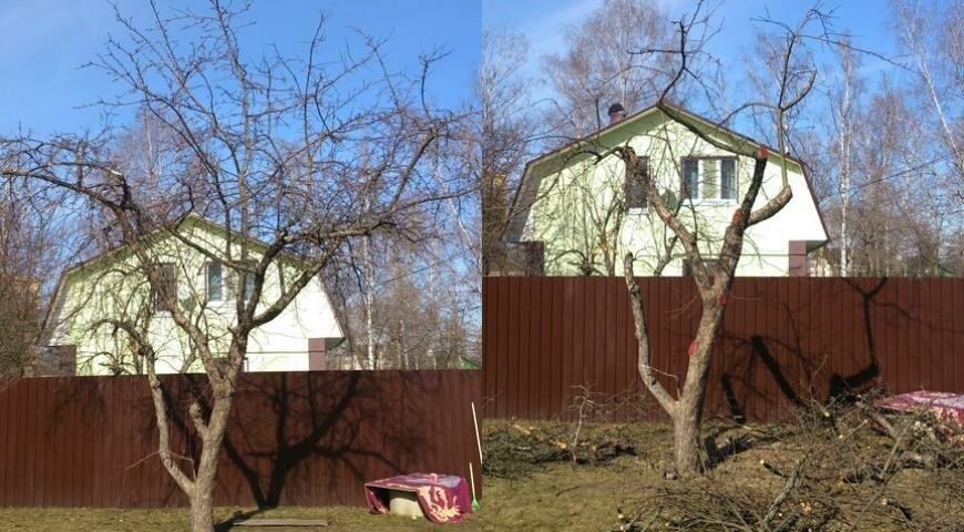 Старое плодовое. Омолаживающая обрезка плодовых деревьев. Омоложение старой яблони. Омолаживаем старую яблоню. Обрезка деревьев до и после.