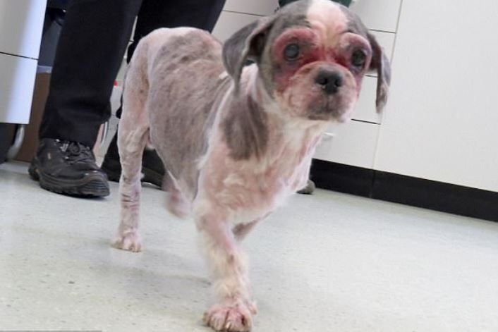      Бинго собирается в новый дом.