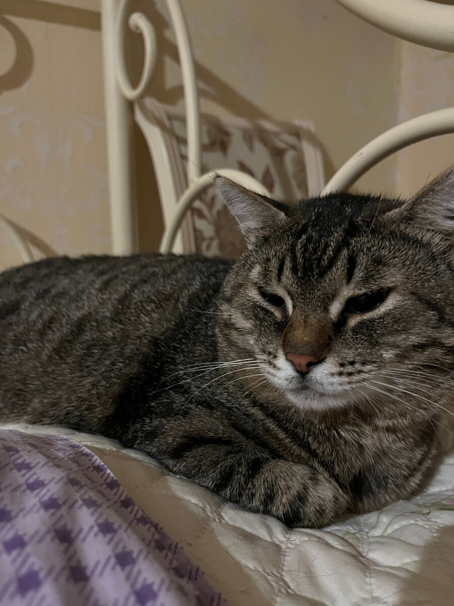 Кот Барс тяжело заболел, а вместе с ним и Коул ((( Нужна Ваша помощь ...