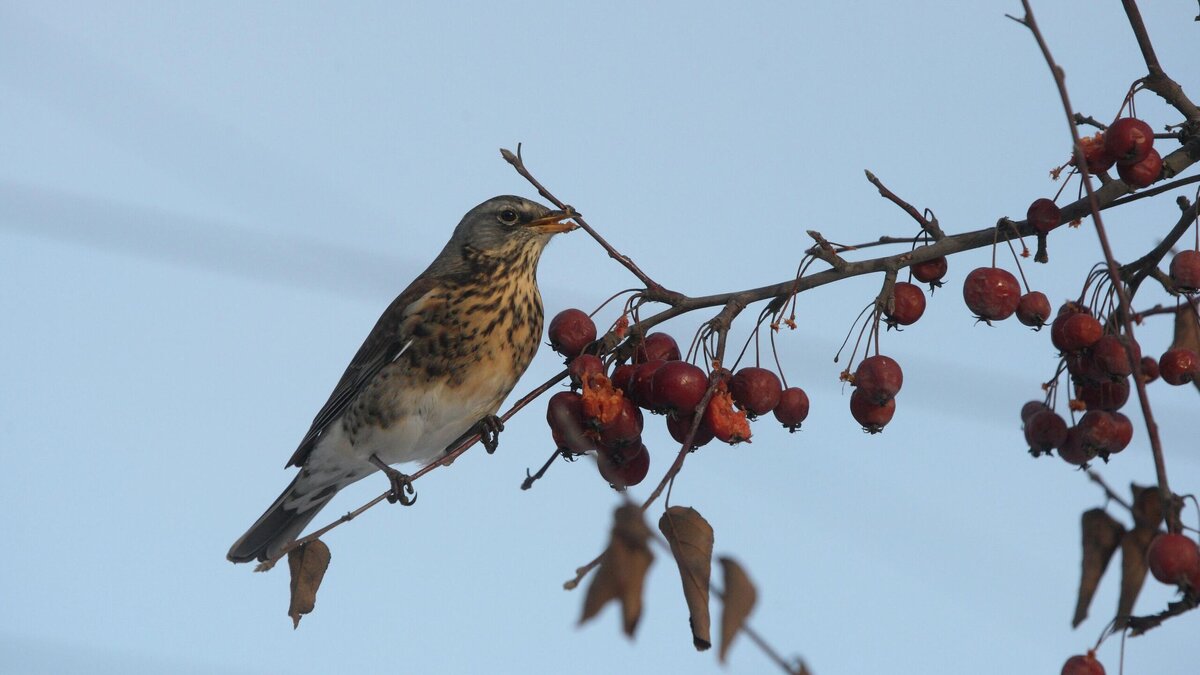    Птица, народный праздник© Zamir Usmanov