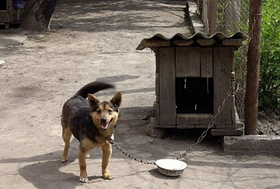 Фото из общедоступной сети Интернет.