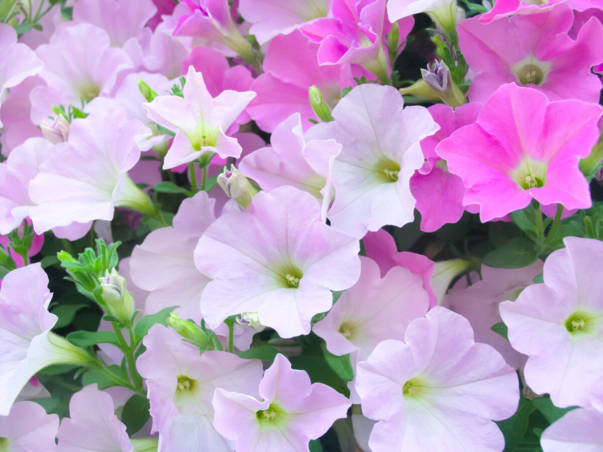 Цветы петунии 