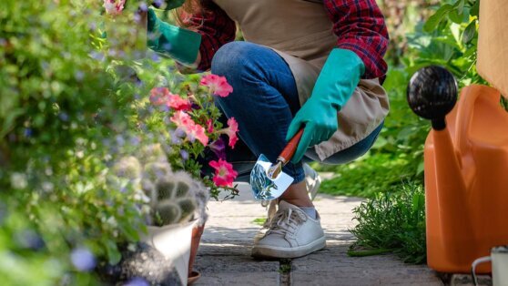    "Неубиваемые" растения: 4 цветущих многолетника для сада, которые просты в уходе Анастасия Романова
