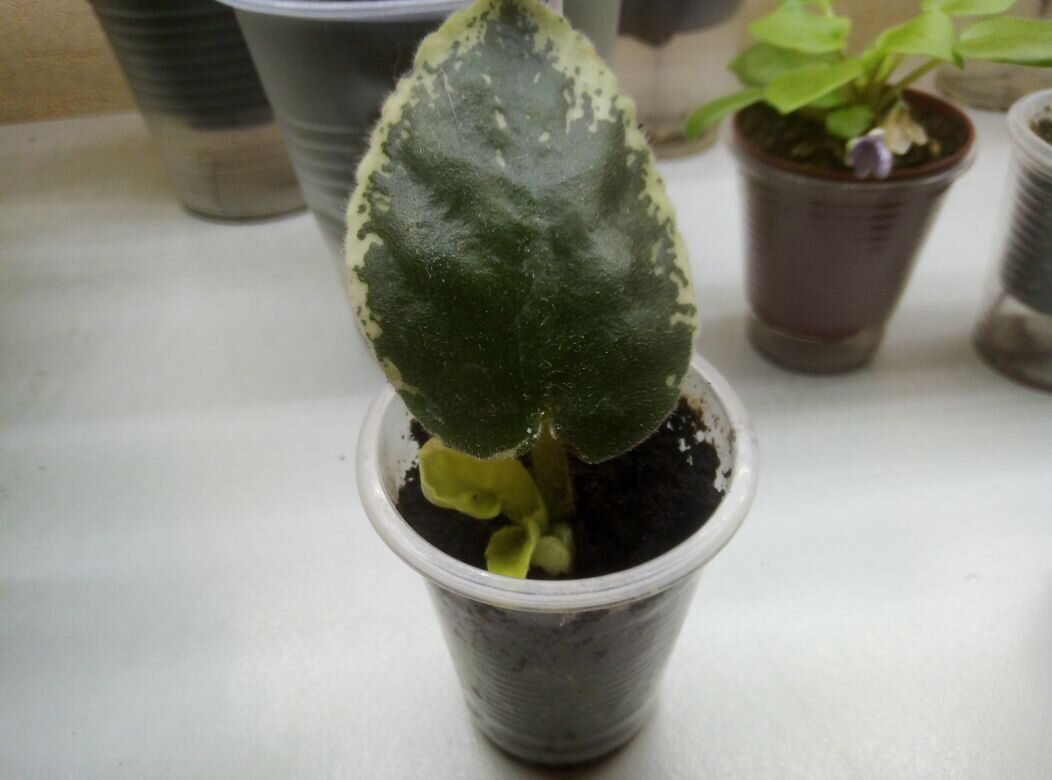 Укоренённый черенок с детками