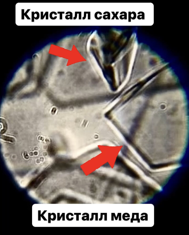 Мед под микроскопом ( пчёл кормили сахаром)