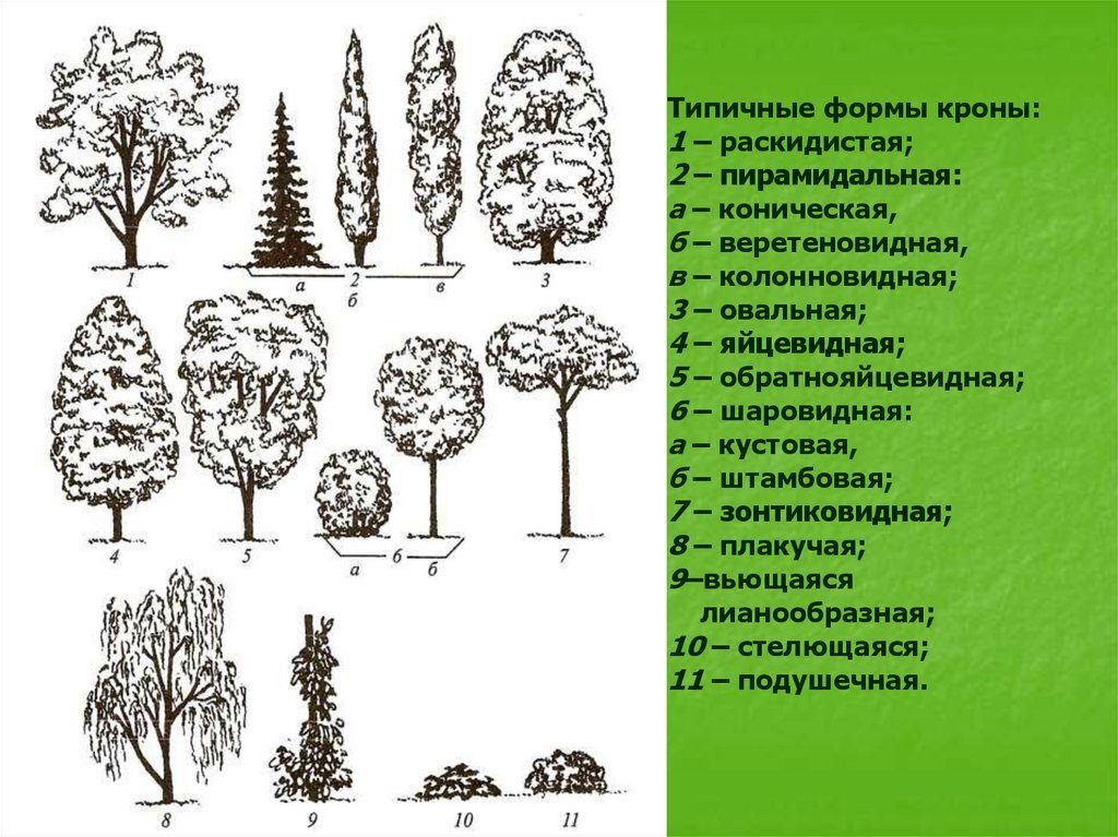 Величина растения. Конусовидная (пирамидальная) крона. Формы крон колонновидная пирамидальная. Форма кроны яйцевидная Тополь. Обратнояйцевидная форма кроны.