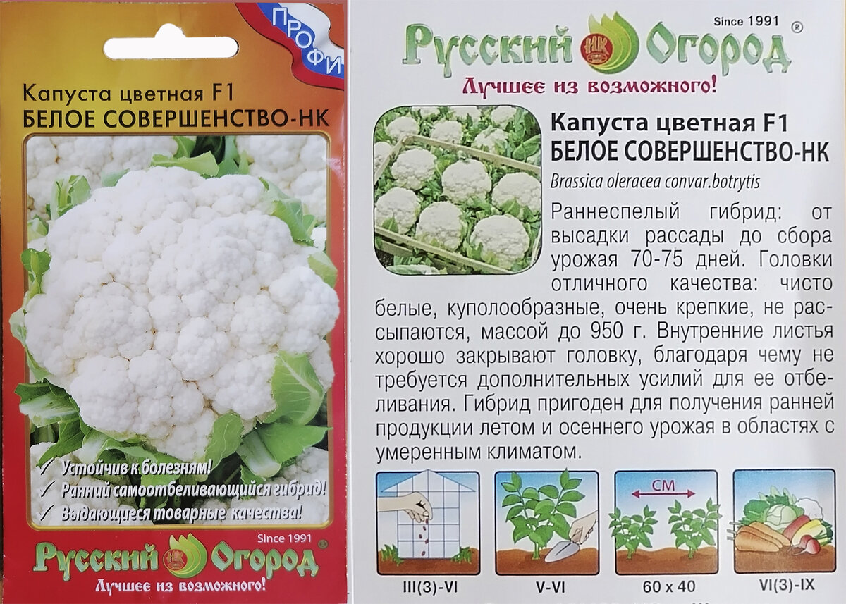 Рассада цветной капусты. Капуста цветная белое облако. Цветная капуста для подагриков. Когда сеять цветную капусту на рассаду.