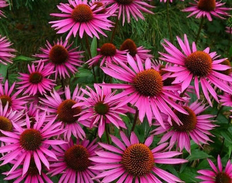 Эхинацея цветок фото. Эхинацея пурпурная. Эхинацея (Echinacea) purpurea. Эхинацея пурпурная - Еchinacea purpurea. Эхинацея пика Белла.