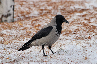 Фото из интернета