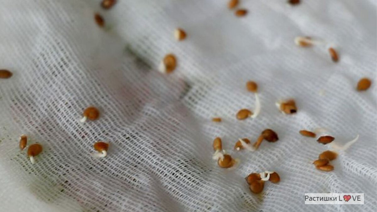 Прорастание семян томата. Как прорастить помидоры. Комнатные помидоры черри. Прорастить семена томатов. Балконные томаты черри.