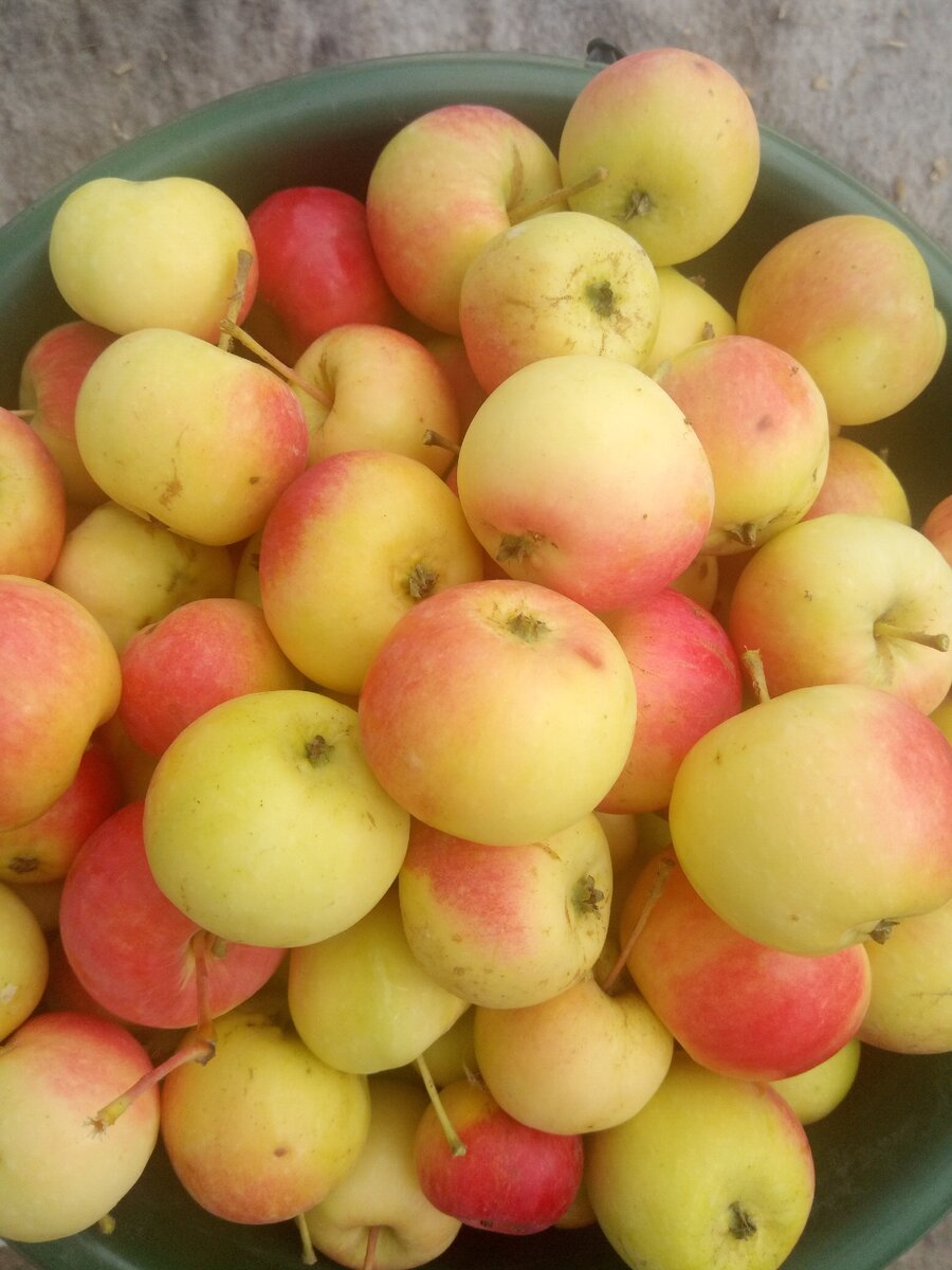 Такие плоды вырастить в Сибири проще, чем крупные яблони.