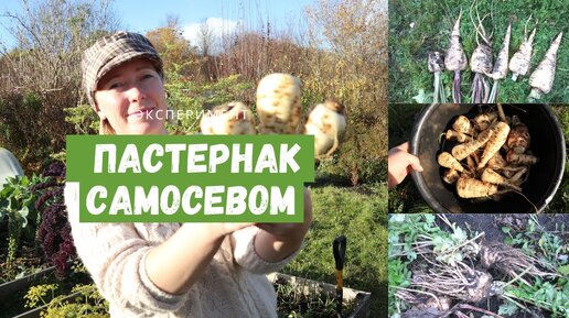 ПАСТЕРНАК / Свои семена, самосев, подзимний посев, урожай с двух разных огородов