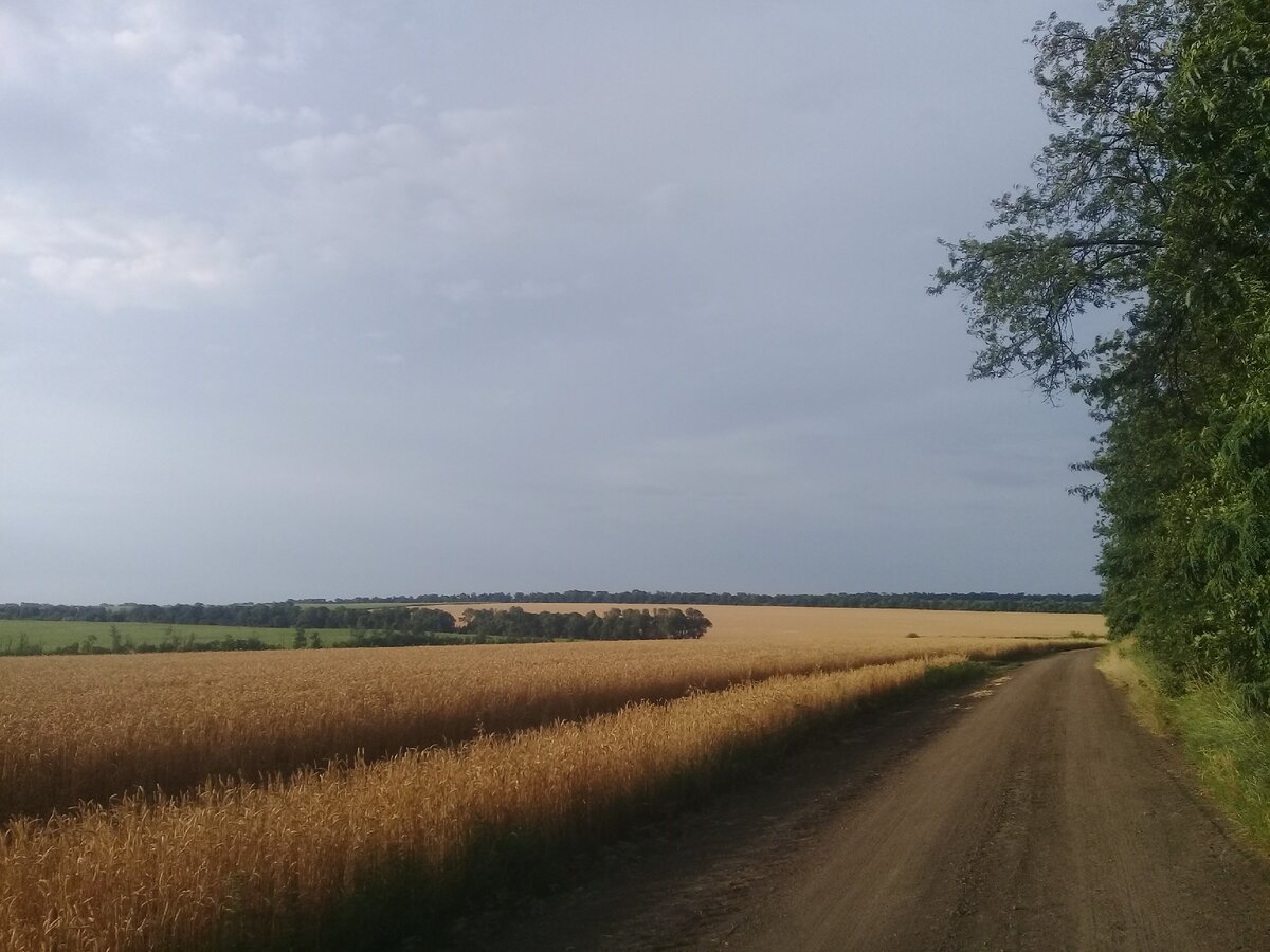 Фото автора.  Бескрайние поля спелого хлеба, пыльная проселочная дорога. Пейзаж, который не меняется.